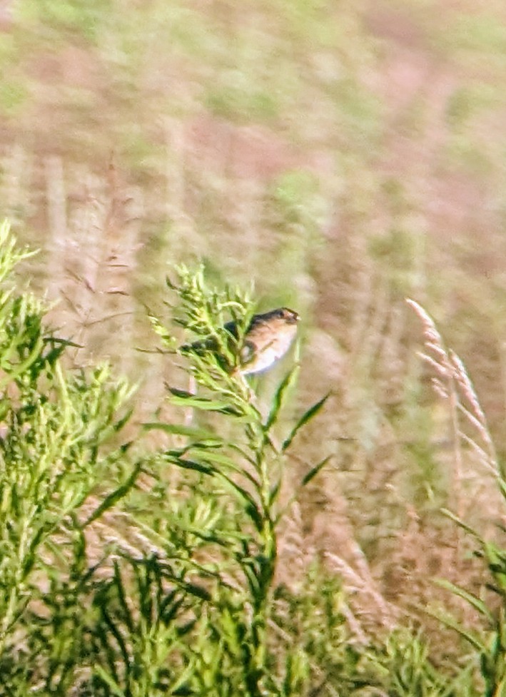 Grasshopper Sparrow - ML621217252