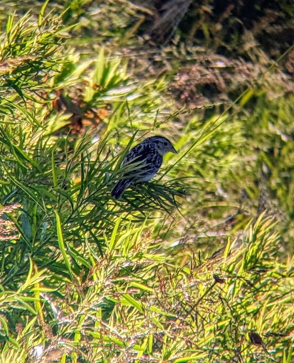 Grasshopper Sparrow - ML621217253