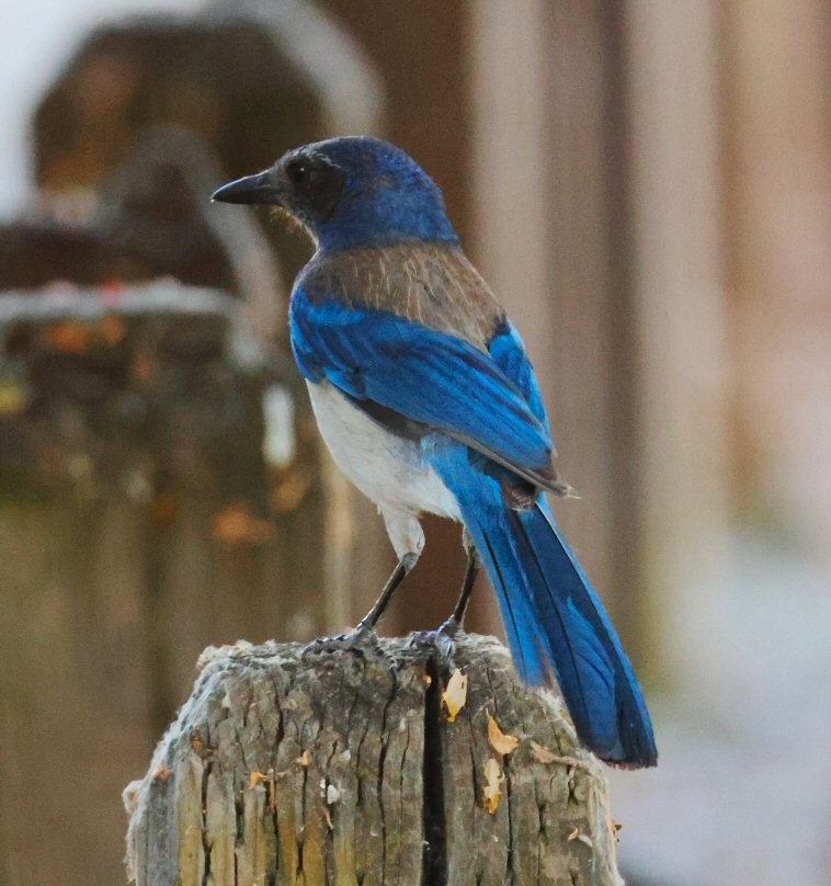 California Scrub-Jay - ML621217271