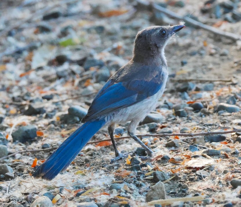 California Scrub-Jay - ML621217272