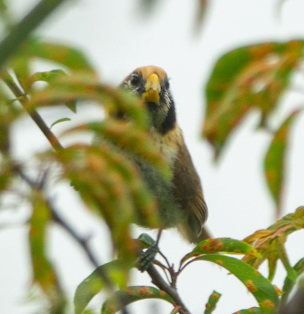 Spot-breasted Parrotbill - ML621217294