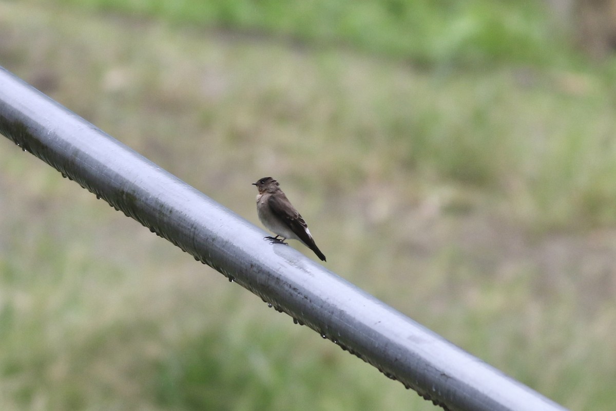 Southern Rough-winged Swallow - ML621217295