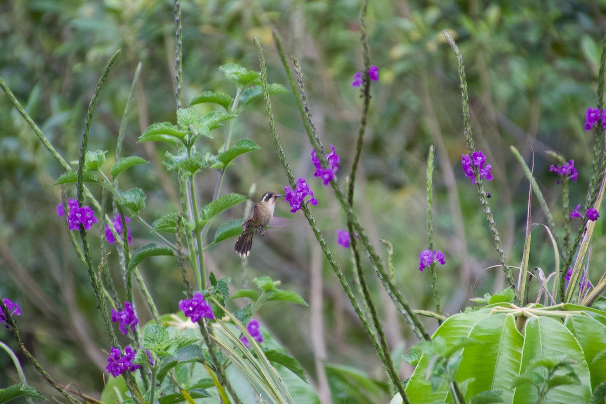 Speckled Hummingbird - ML621217347
