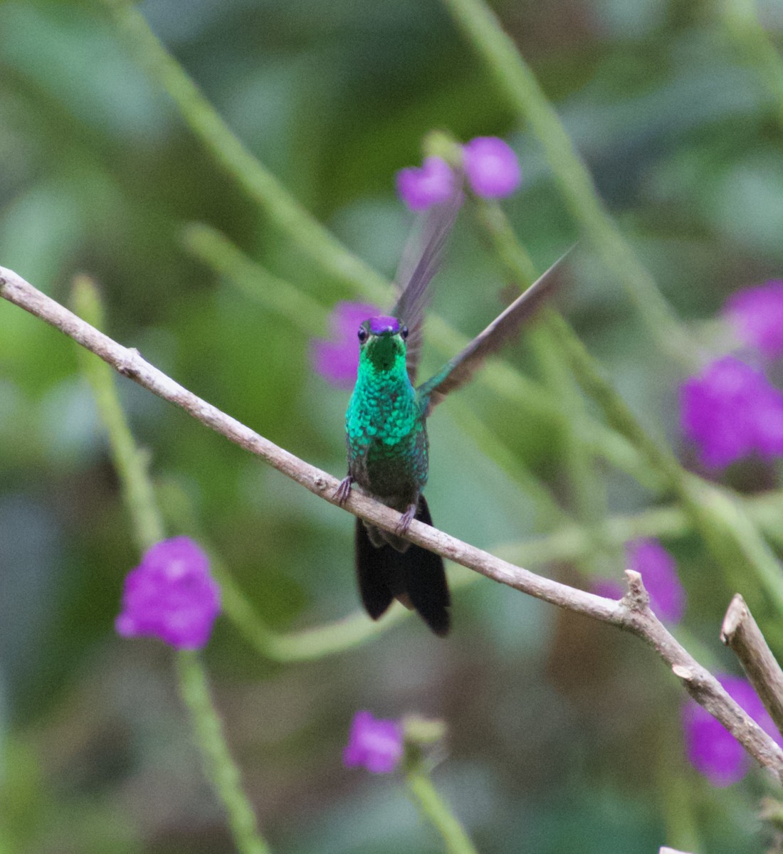 kolibřík fialovočelý - ML621217350
