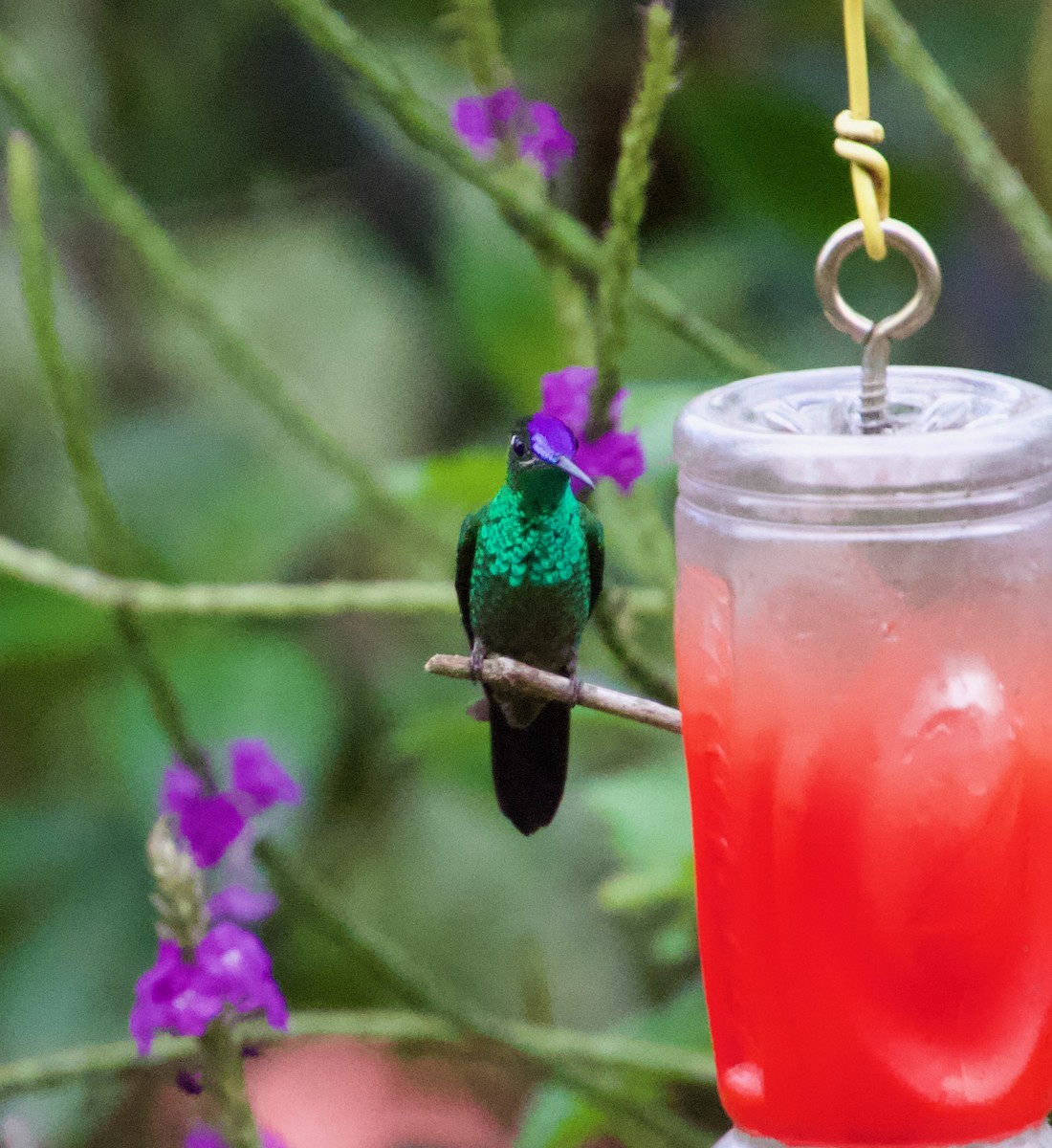 kolibřík fialovočelý - ML621217351