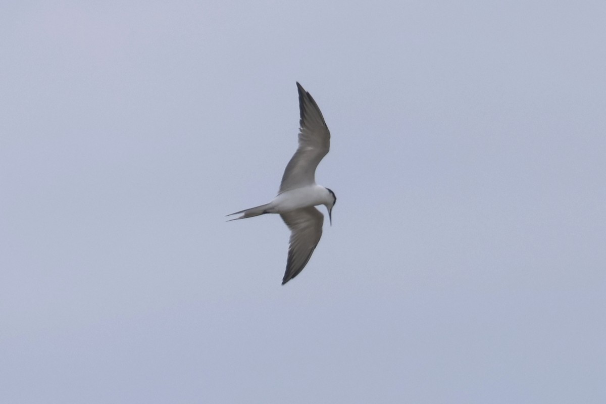 Common Tern - ML621217402