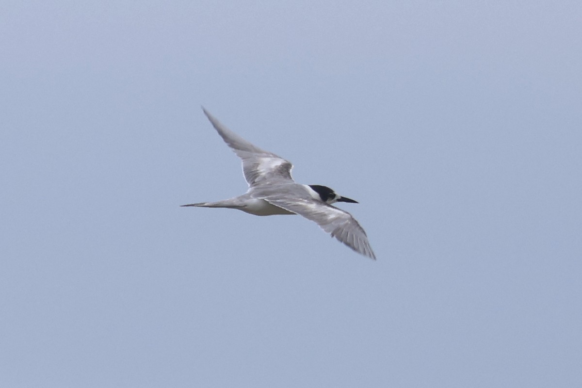 Common Tern - ML621217403