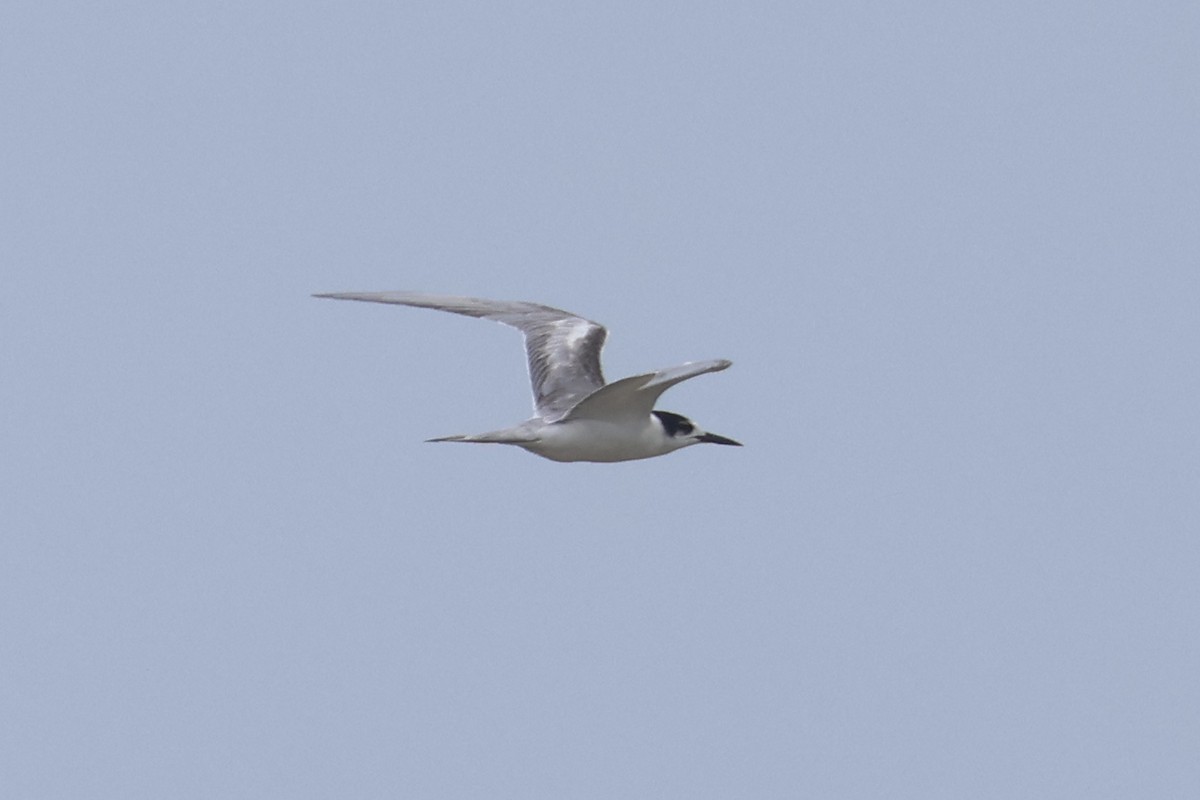 Common Tern - ML621217404