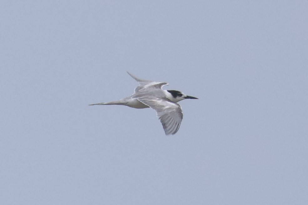Common Tern - ML621217405