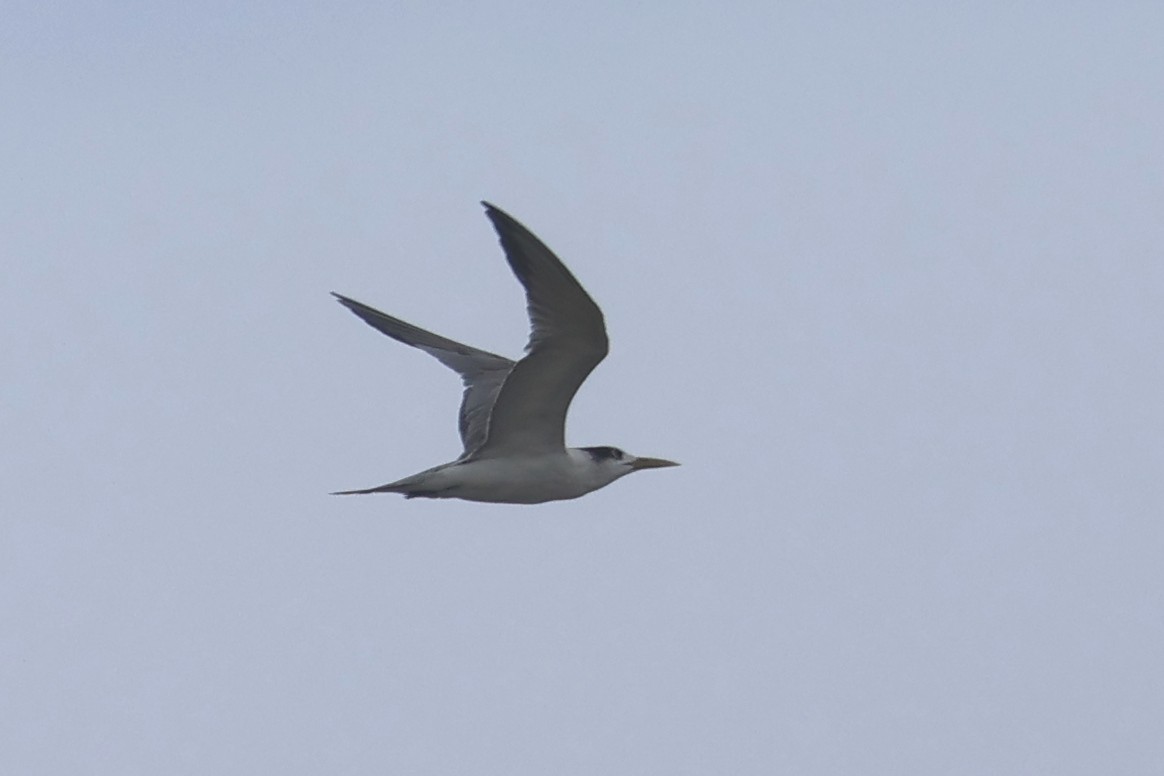 Great Crested Tern - ML621217406