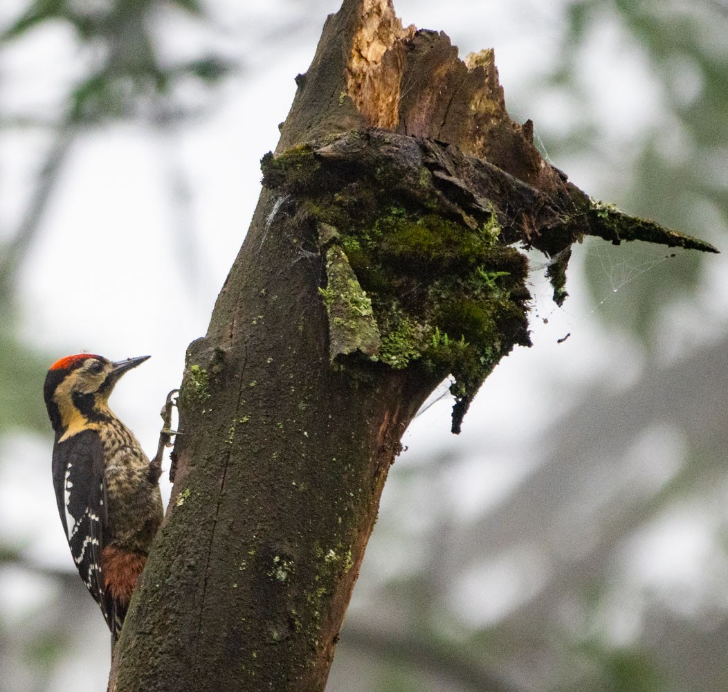 Darjeeling Woodpecker - ML621217439