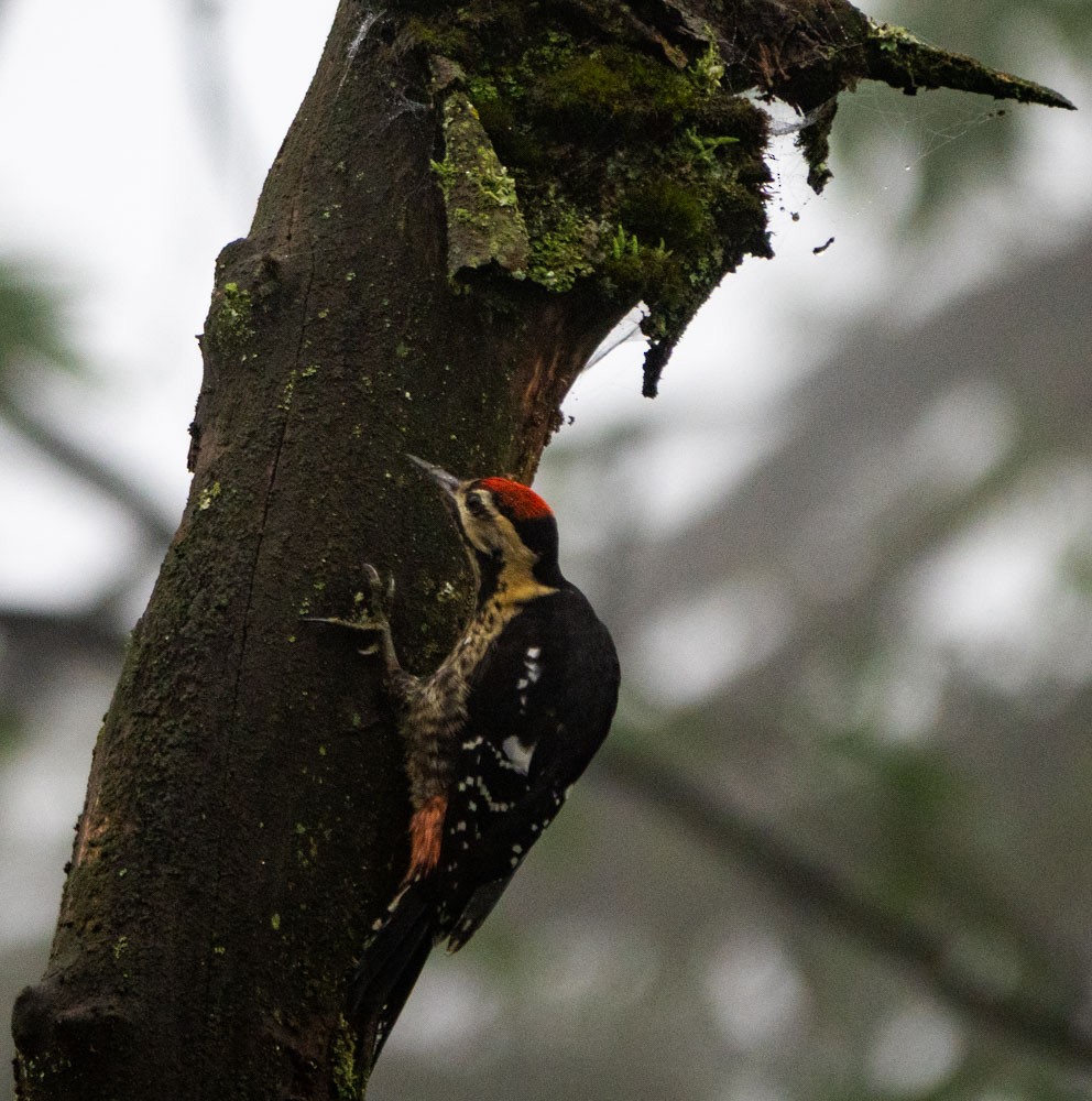 Darjeeling Woodpecker - ML621217440