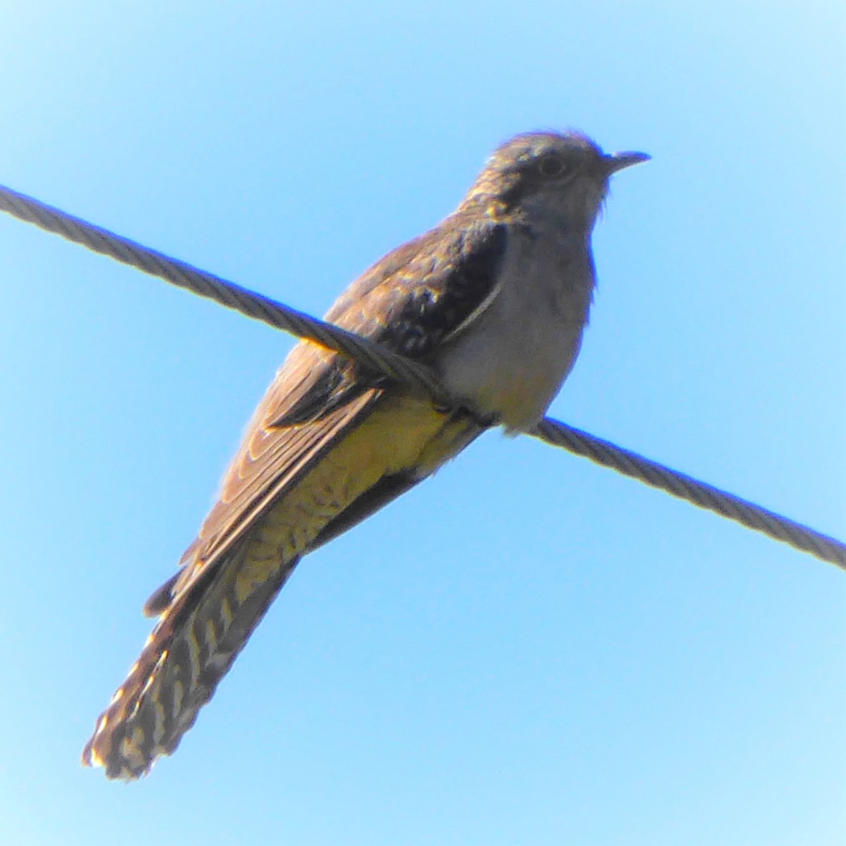 Fan-tailed Cuckoo - ML621217466