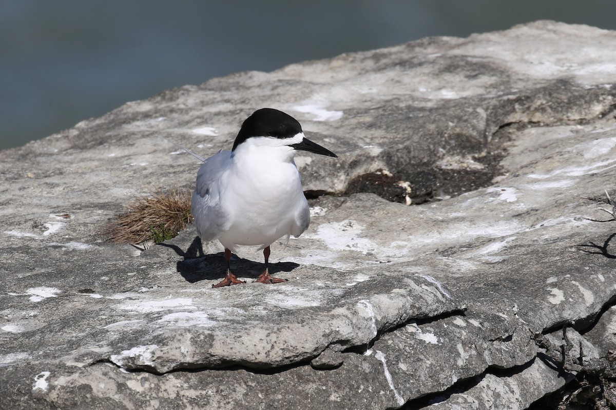 White-fronted Tern - ML621217468