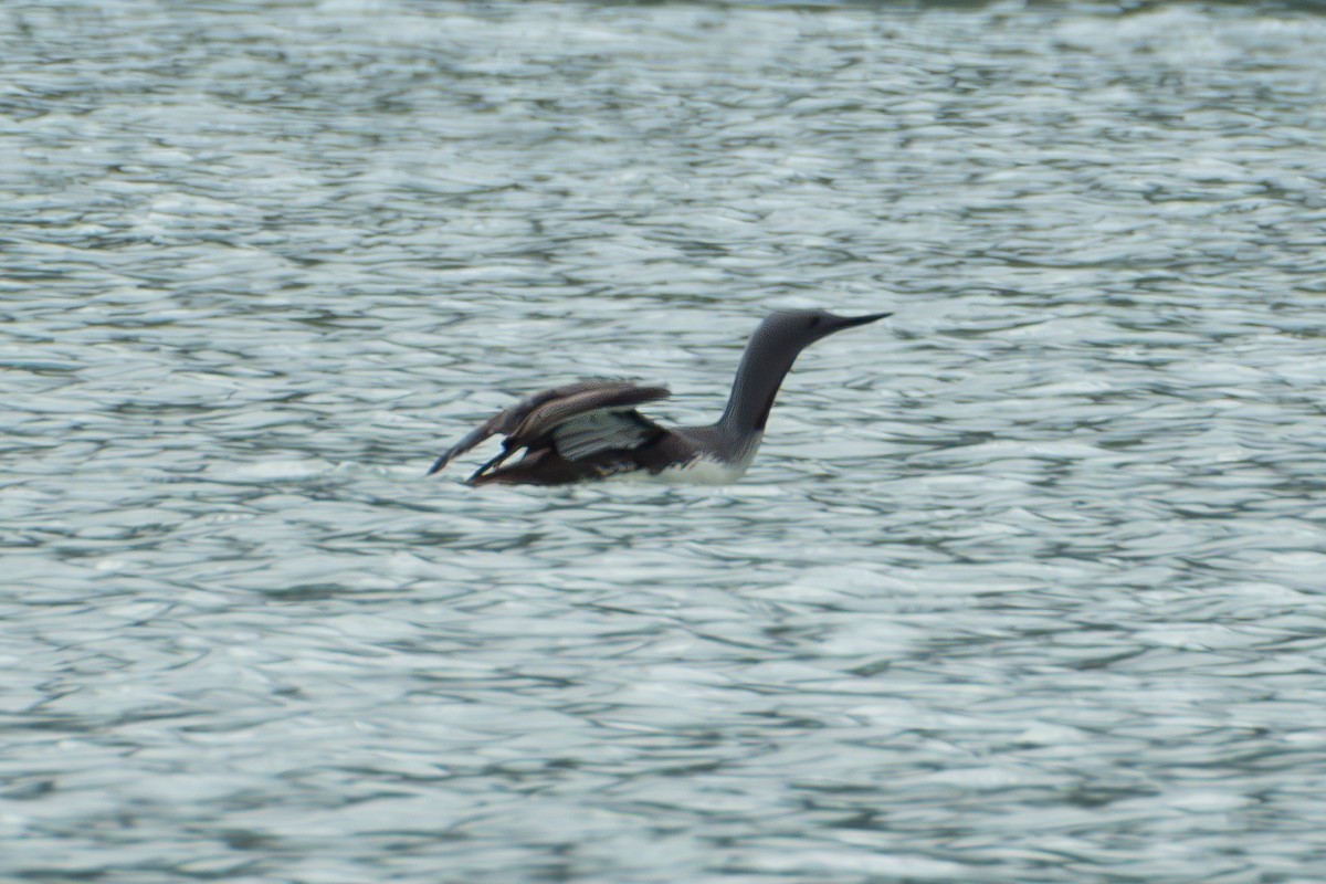 Red-throated Loon - ML621217469