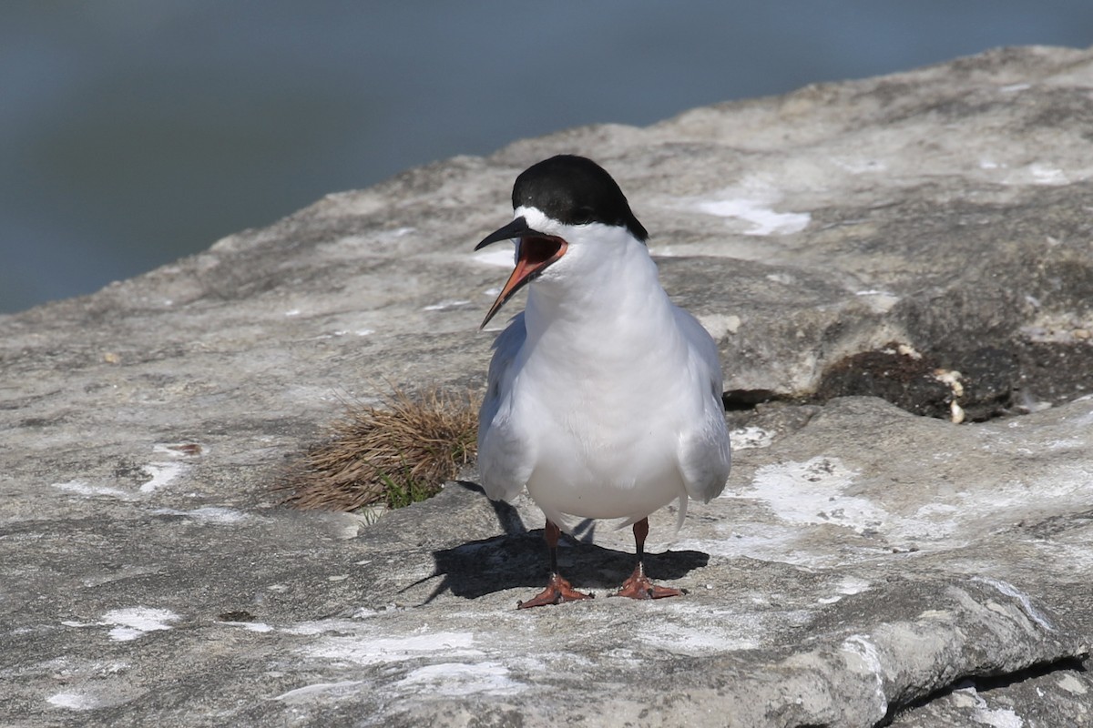 White-fronted Tern - ML621217511