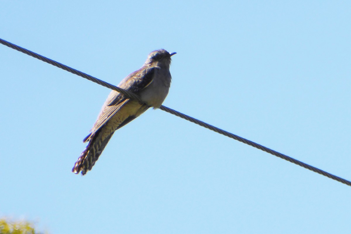 Fan-tailed Cuckoo - ML621217521