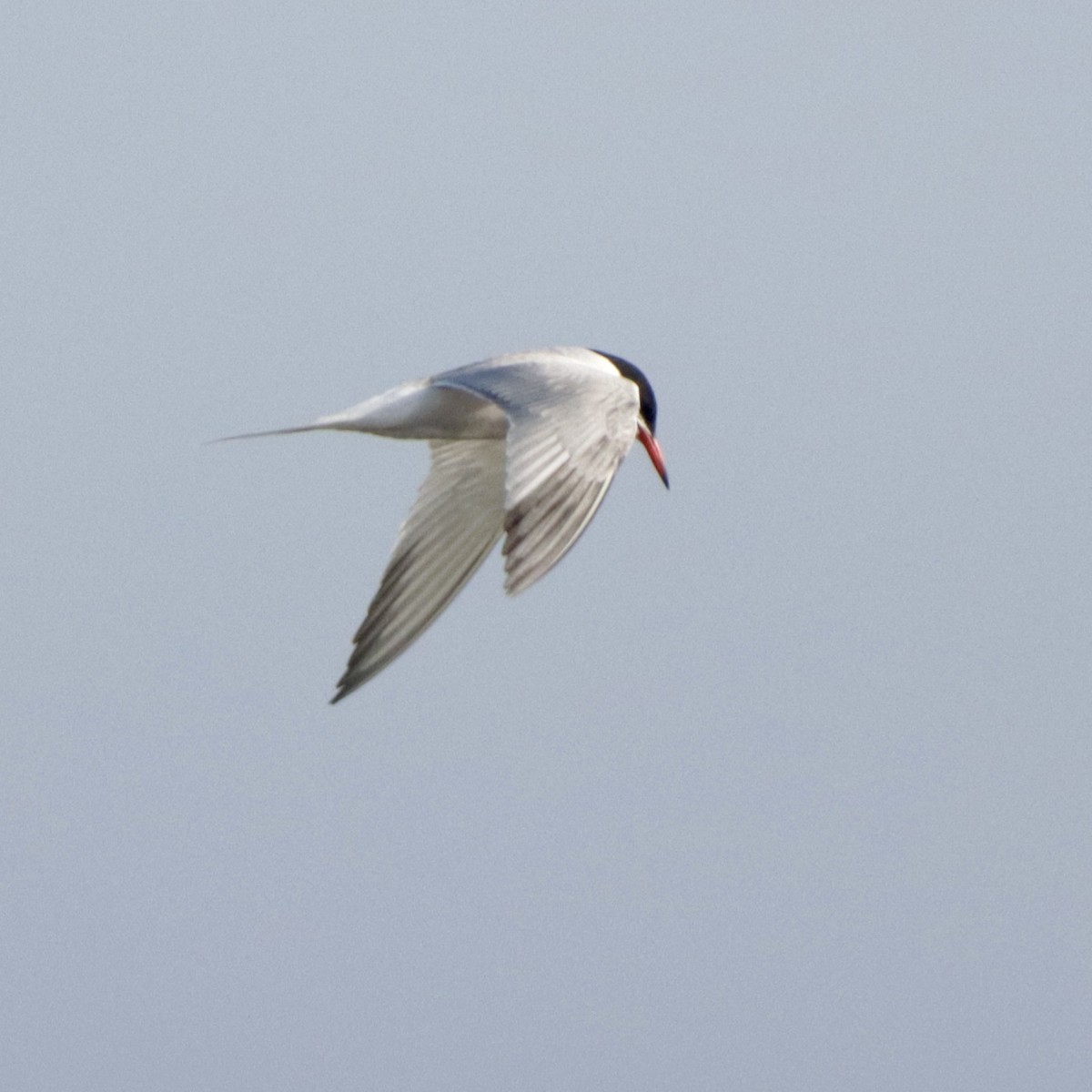Common Tern - ML621217522