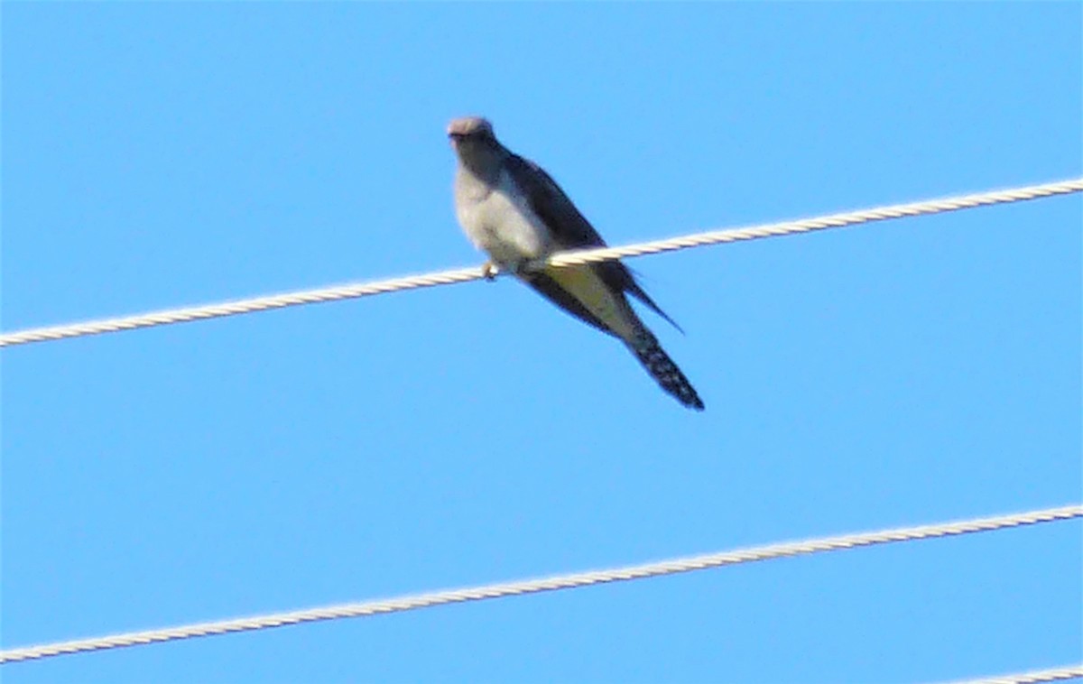 Fan-tailed Cuckoo - ML621217527