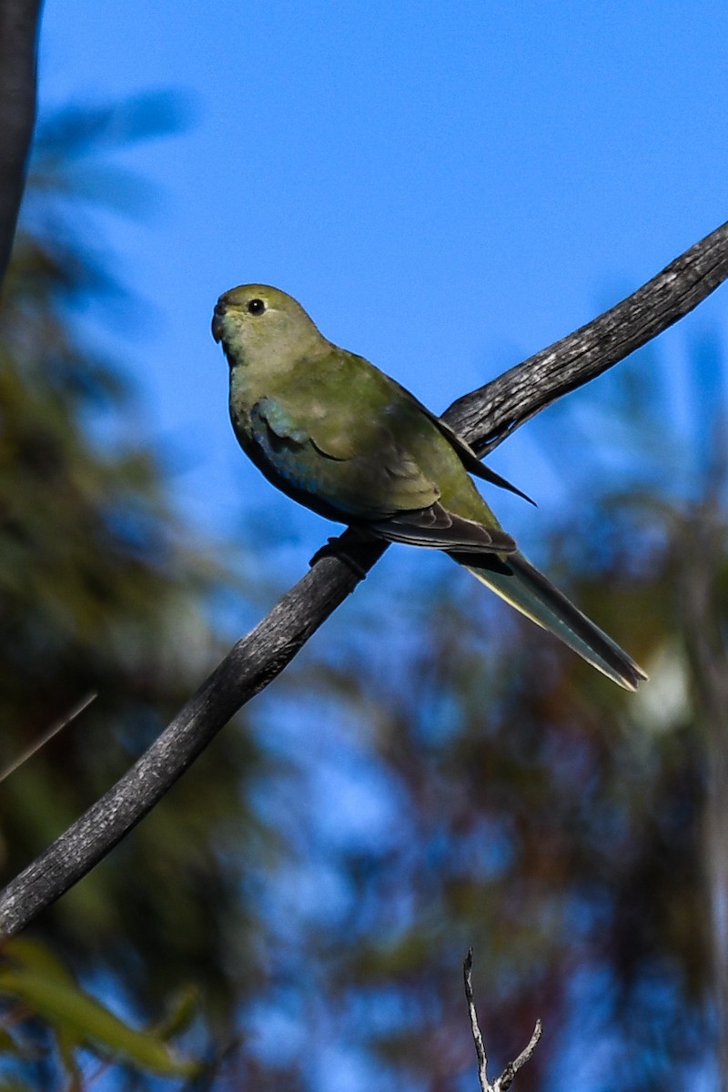 Blue-winged Parrot - ML621217533