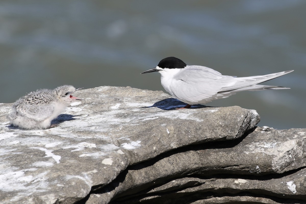 White-fronted Tern - ML621217569