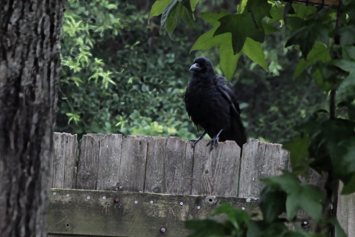 American Crow - ML621217590