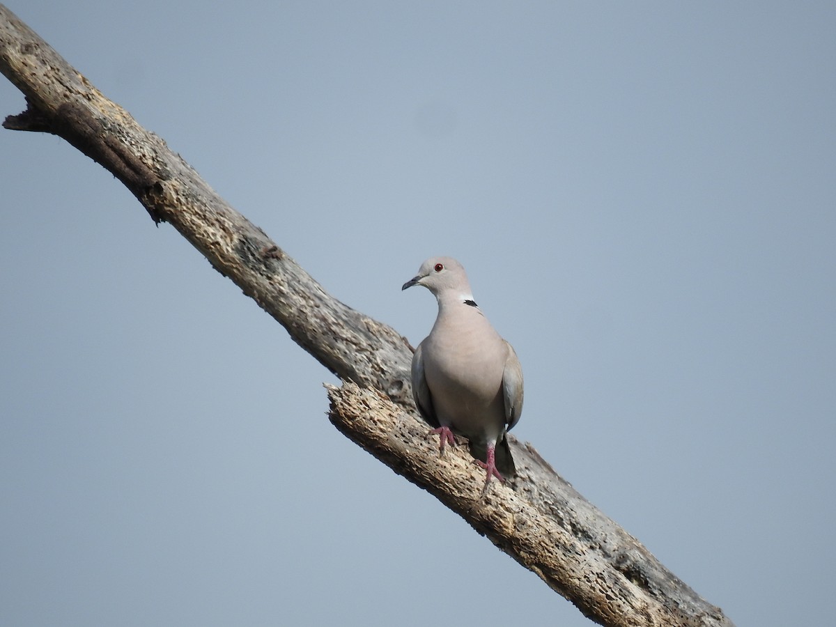 Eurasian Collared-Dove - ML621217600