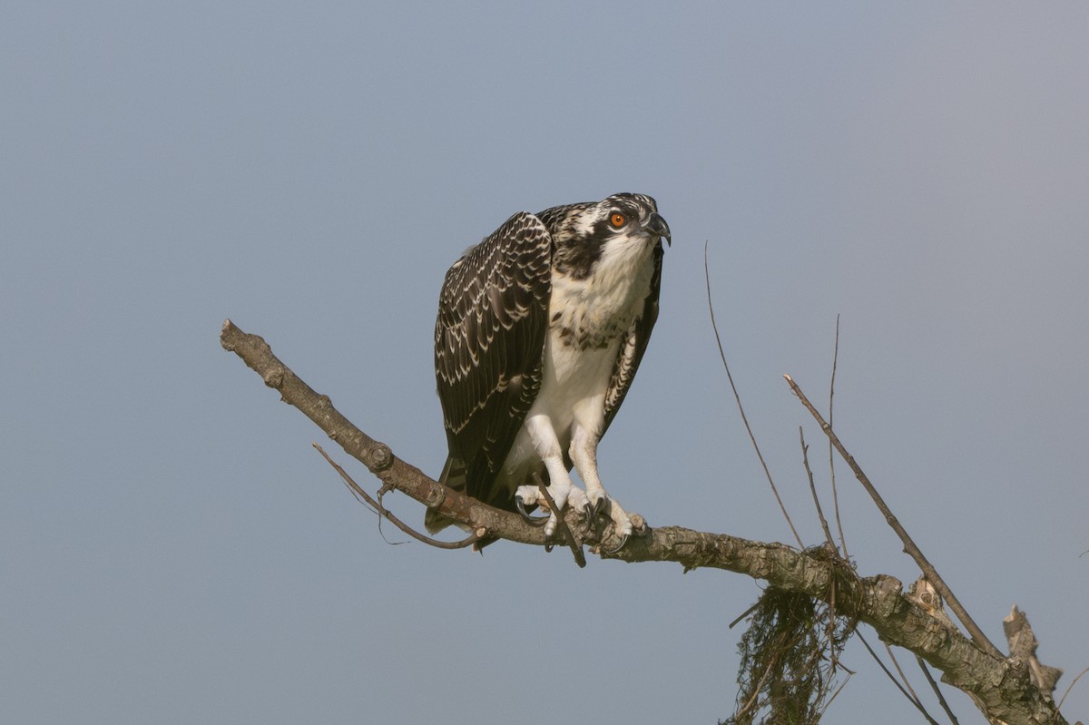 Osprey - ML621217607