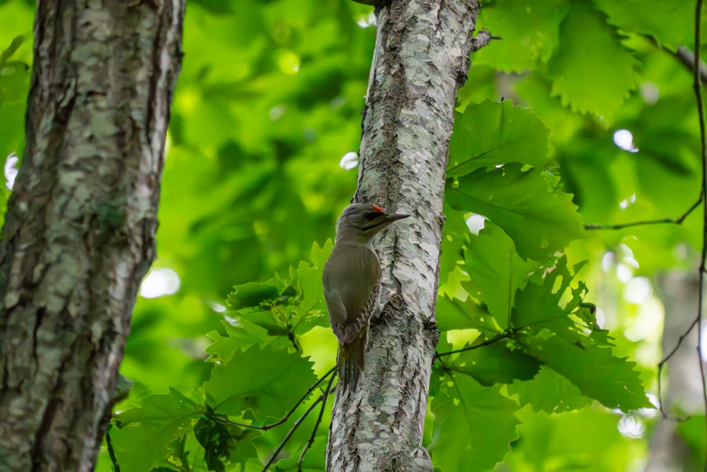 Gray-headed Woodpecker - ML621217611