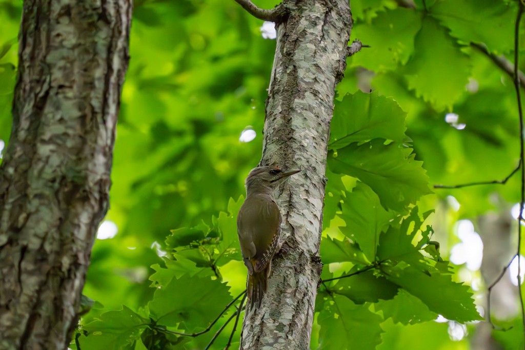 Gray-headed Woodpecker - ML621217612