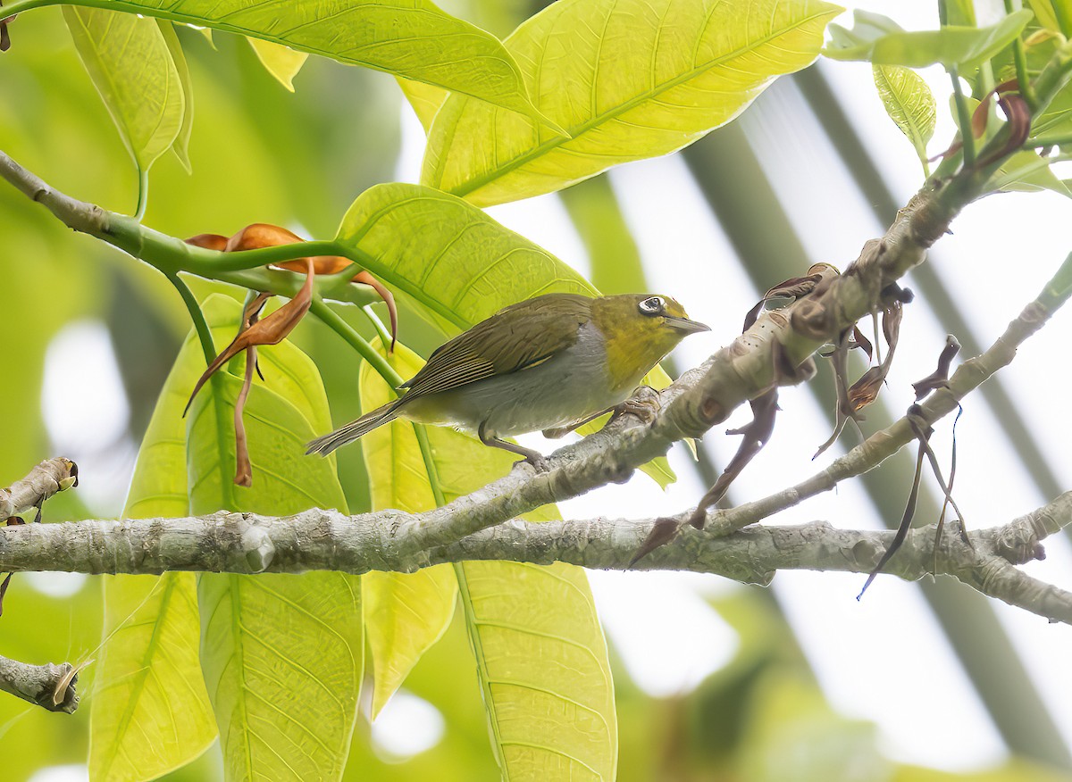 Everett's White-eye - ML621217634