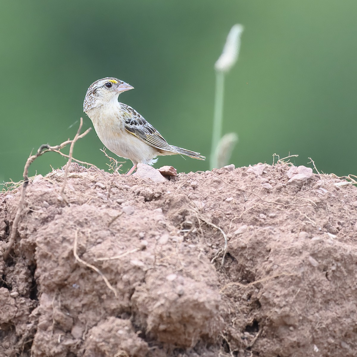 Grasshopper Sparrow - ML621217671