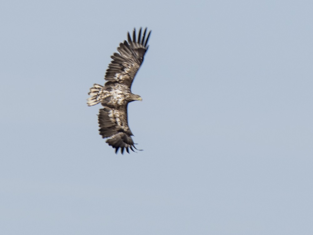 White-tailed Eagle - ML621217684