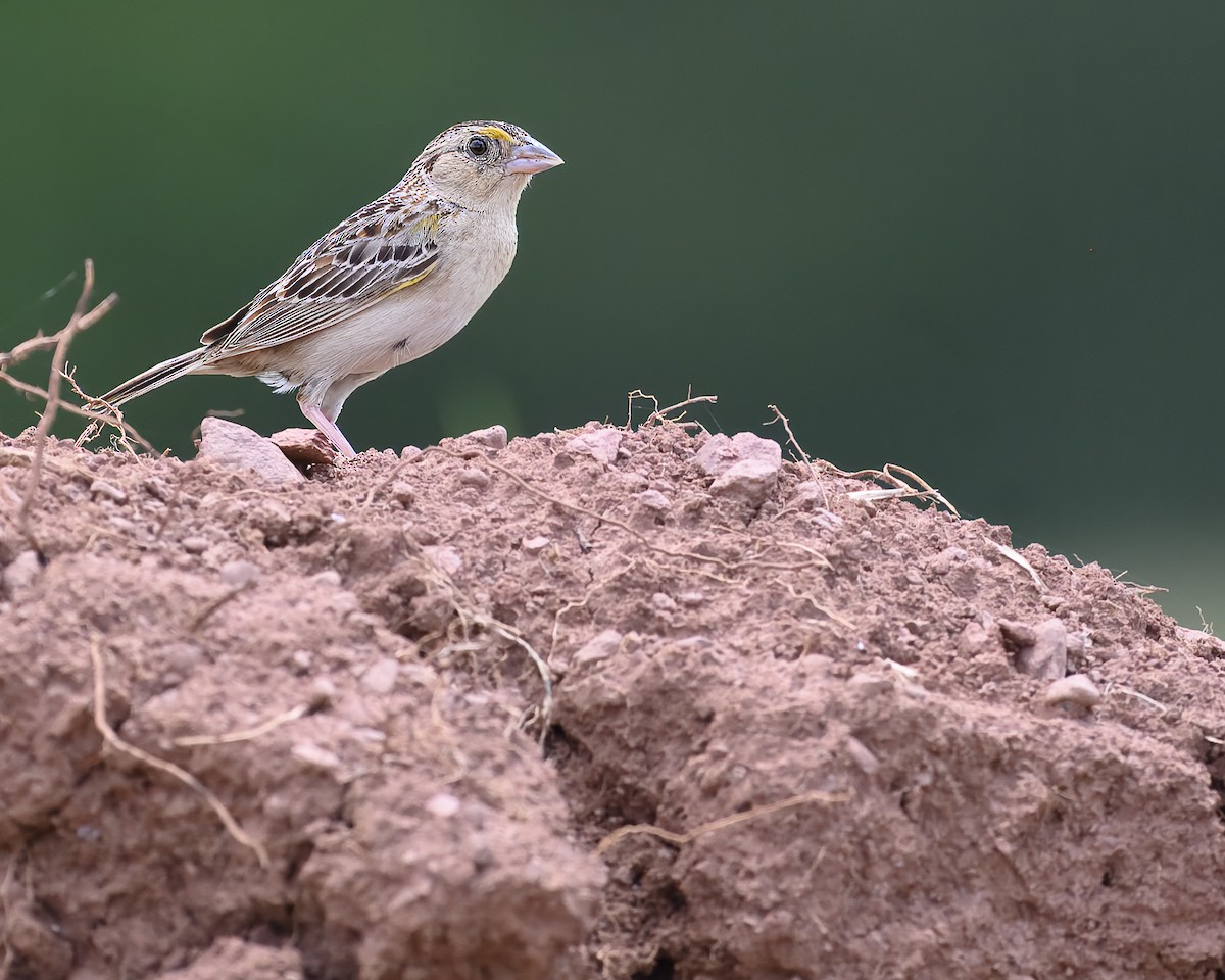 Grasshopper Sparrow - ML621217710