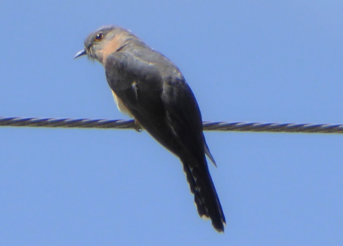 Fan-tailed Cuckoo - ML621217714