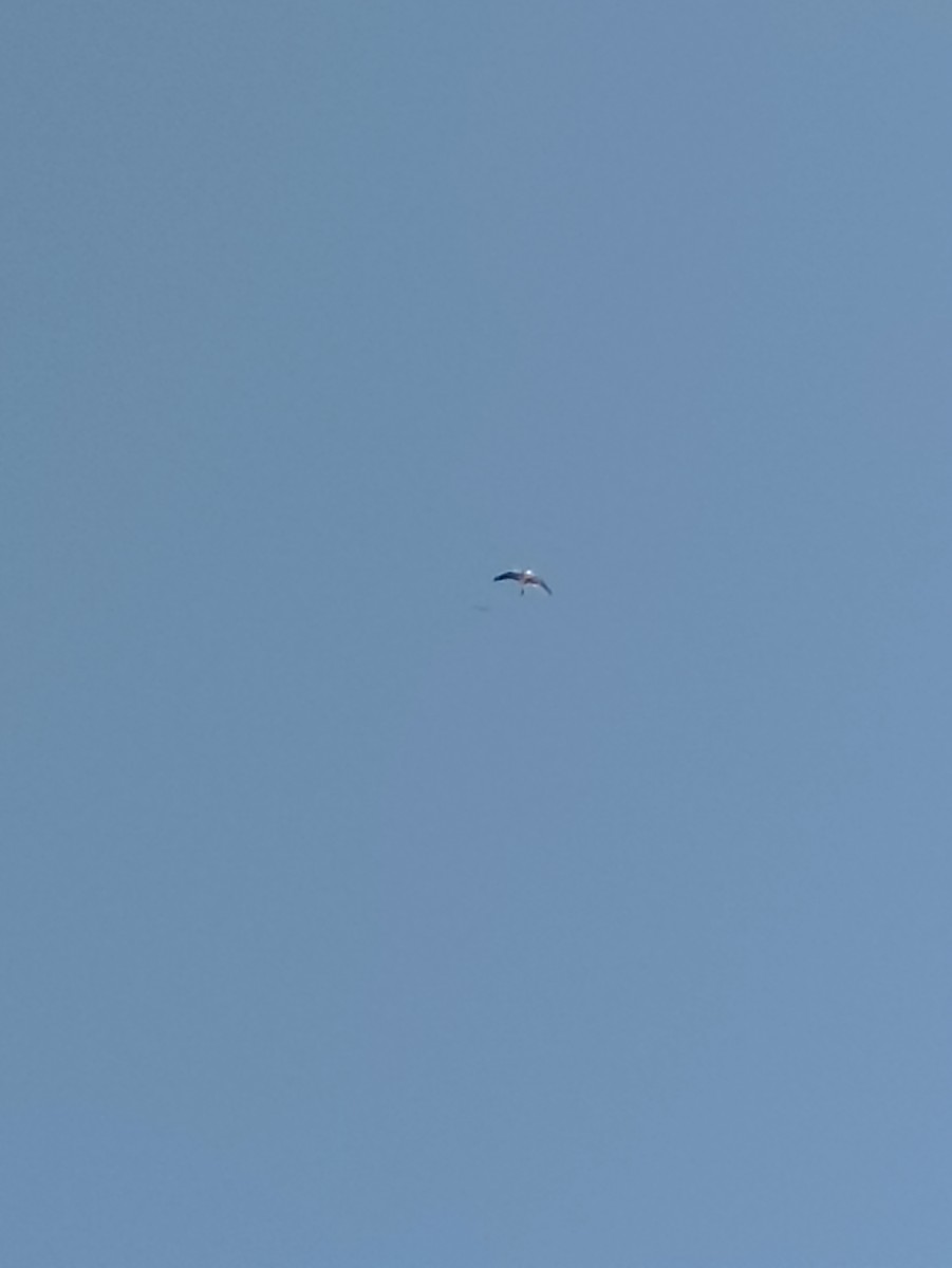 White-tailed Kite - ML621217721