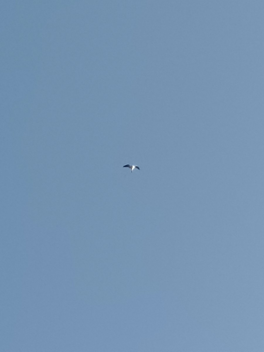 White-tailed Kite - ML621217722
