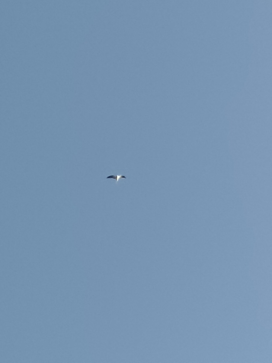 White-tailed Kite - ML621217723