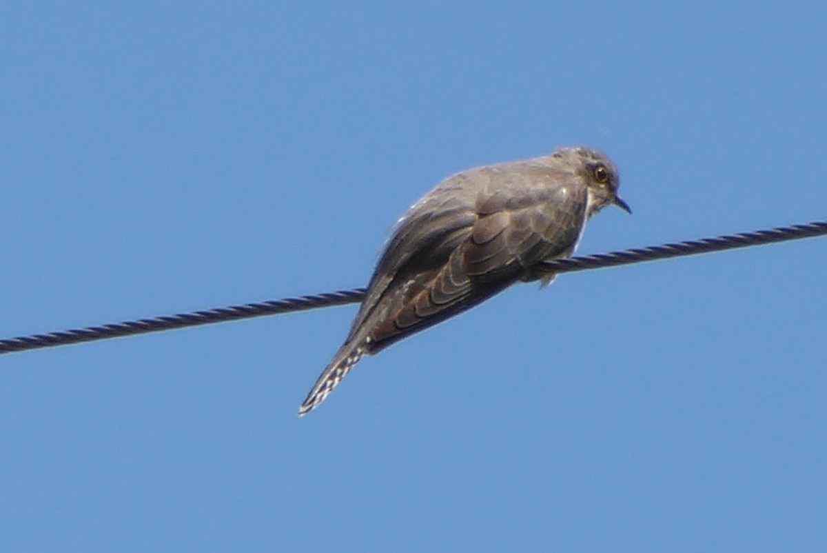 Fan-tailed Cuckoo - ML621217726
