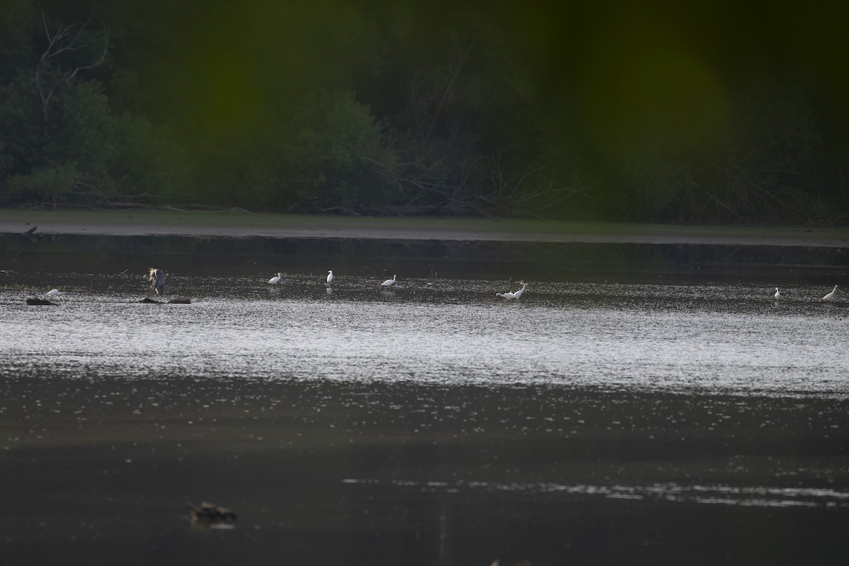 Little Blue Heron - ML621217727