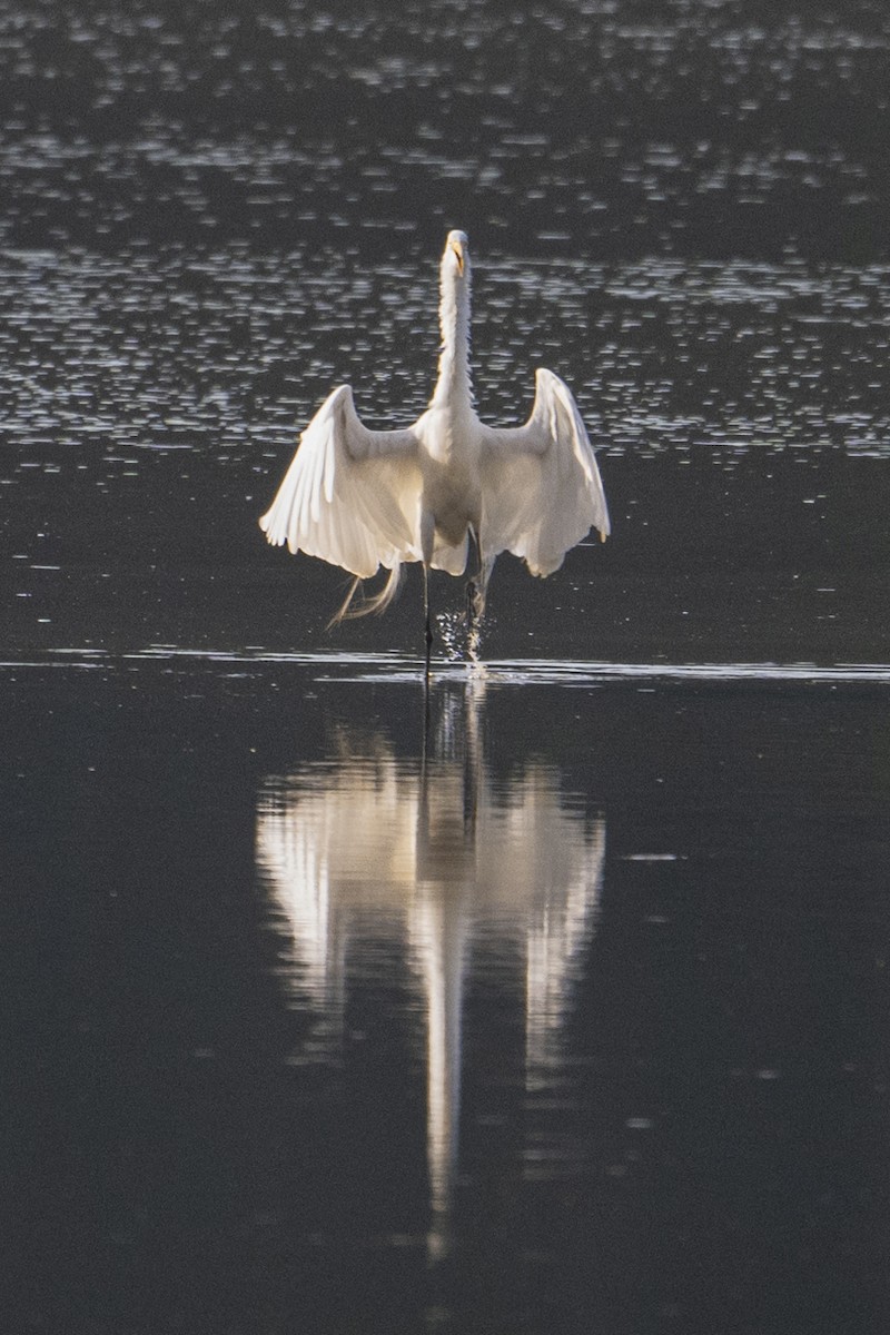 Great Egret - ML621217741