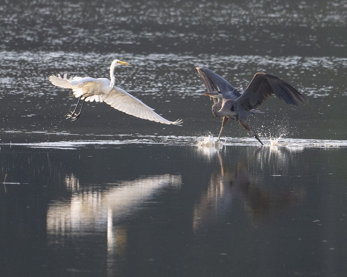 Great Egret - ML621217743