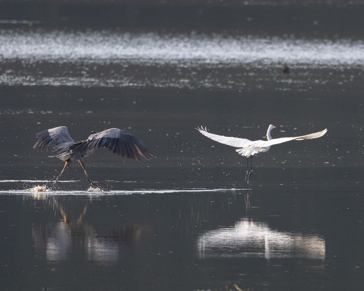 Great Egret - ML621217744