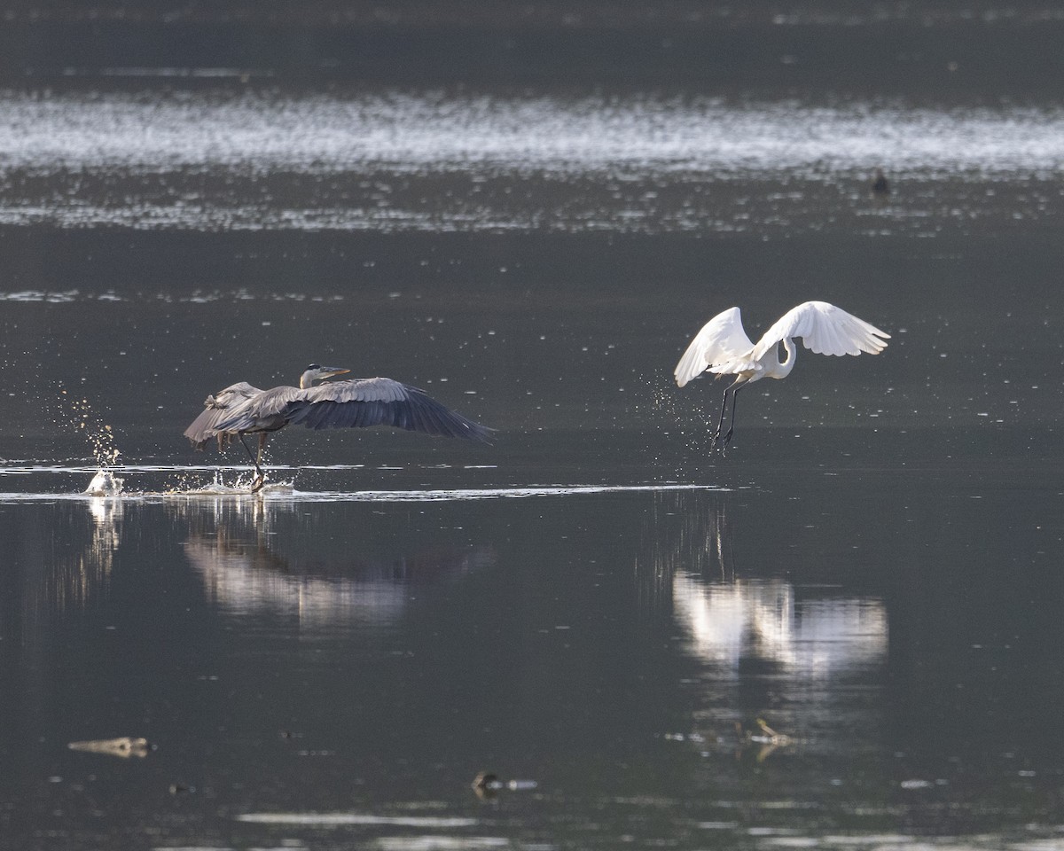 Great Egret - ML621217745