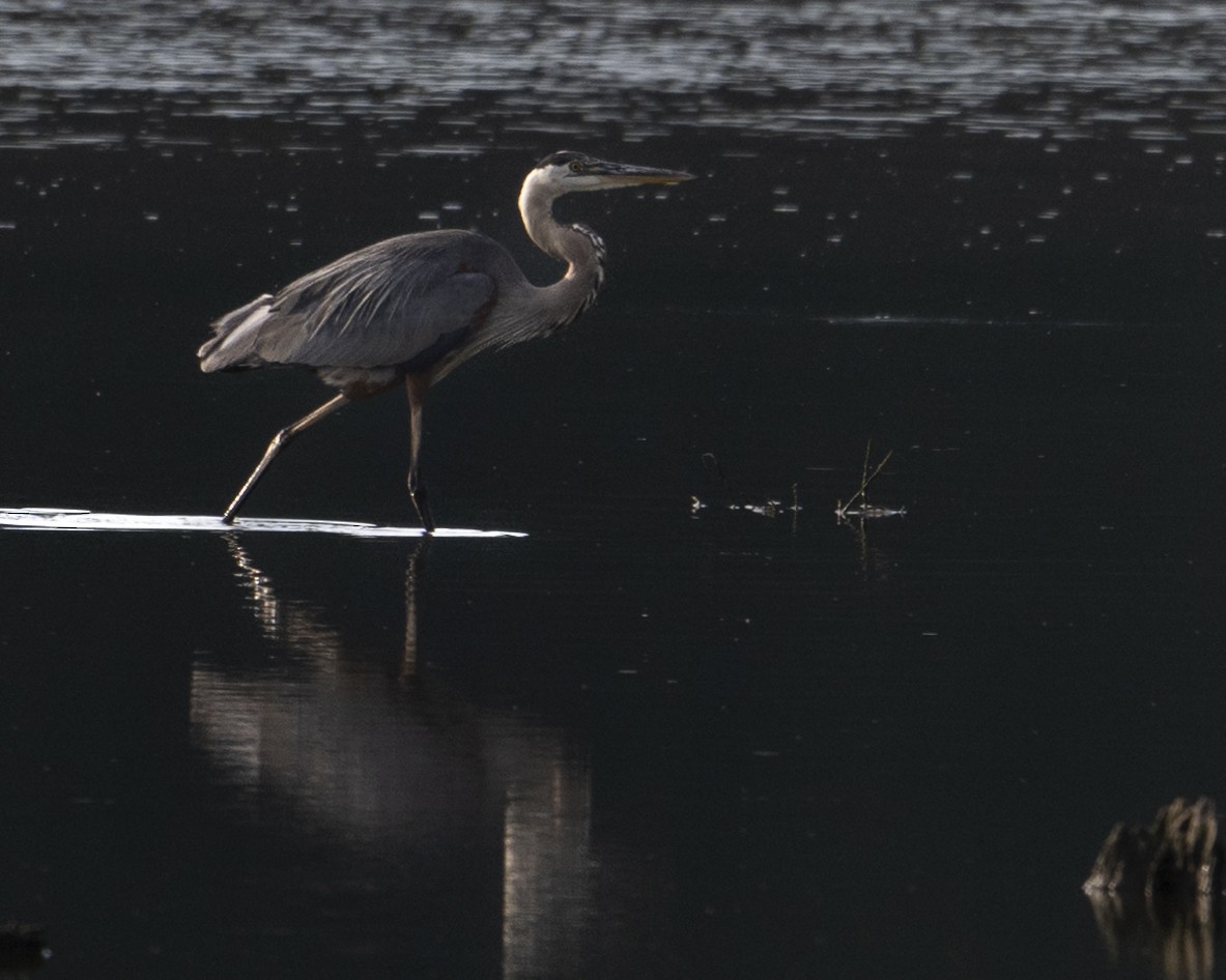 Great Blue Heron - ML621217766