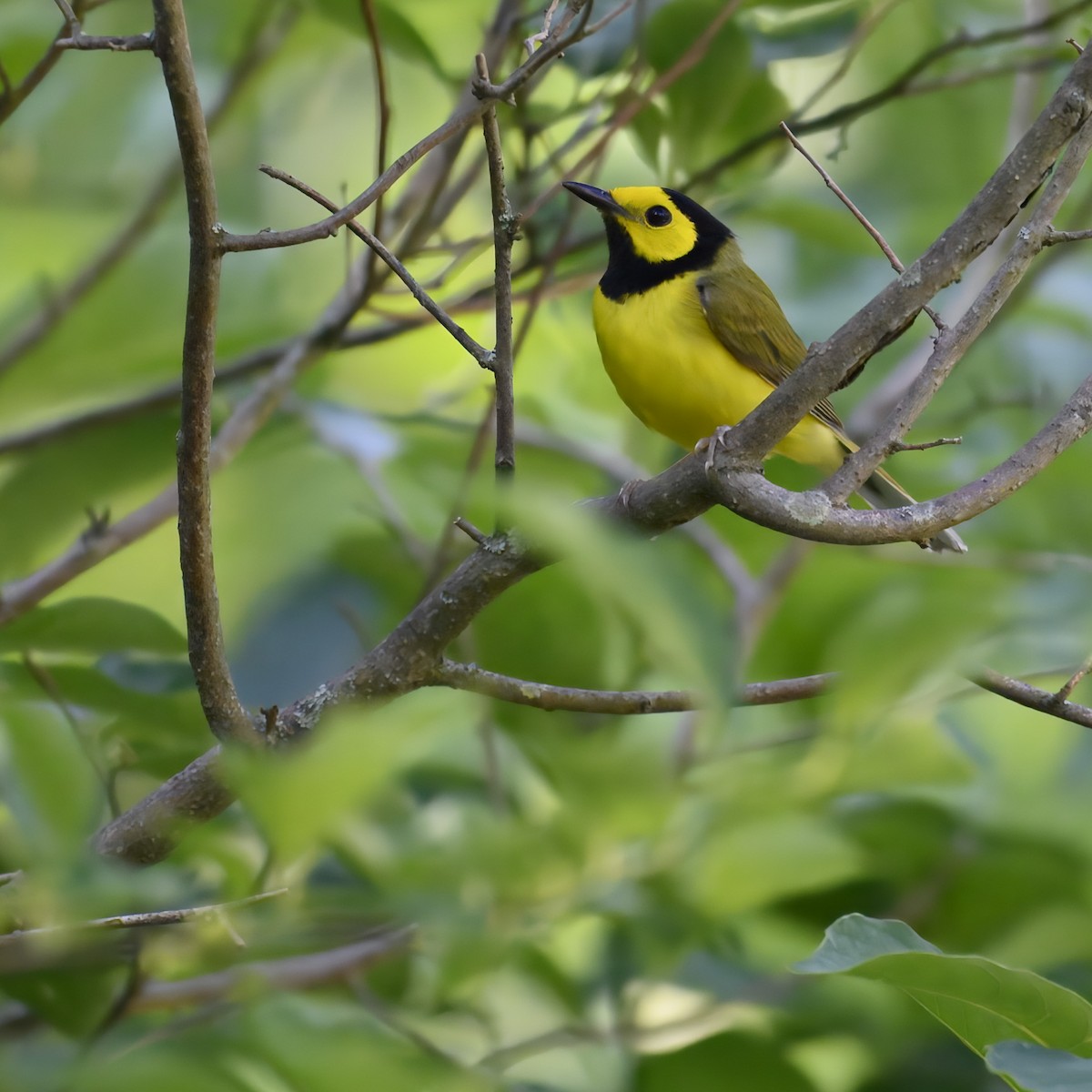 Hooded Warbler - ML621217787