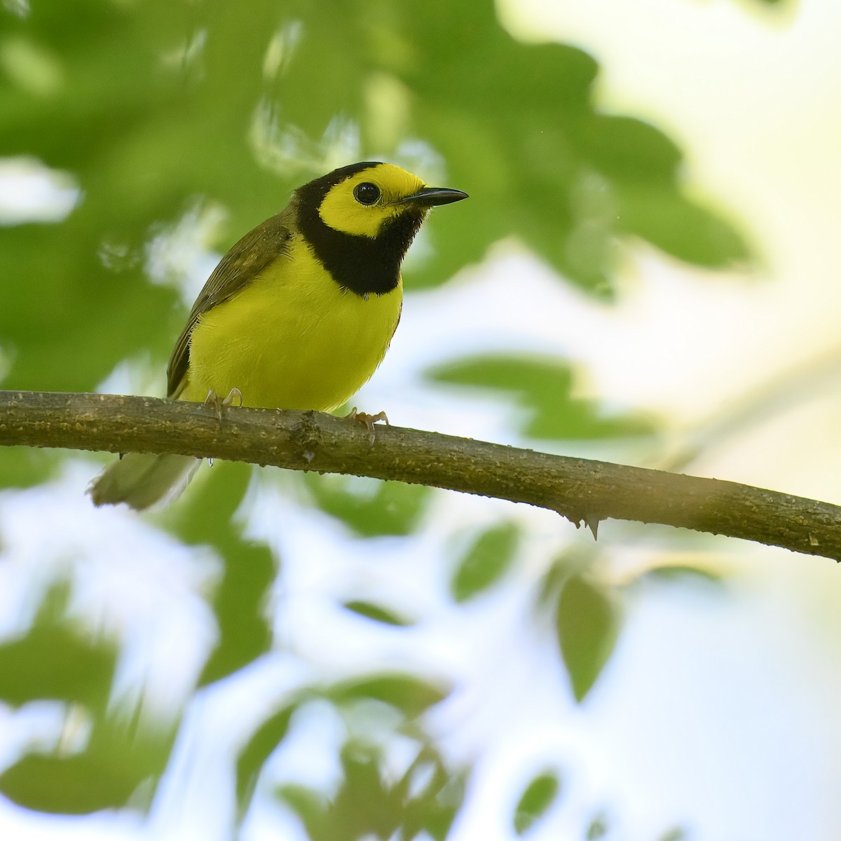 Hooded Warbler - ML621217788