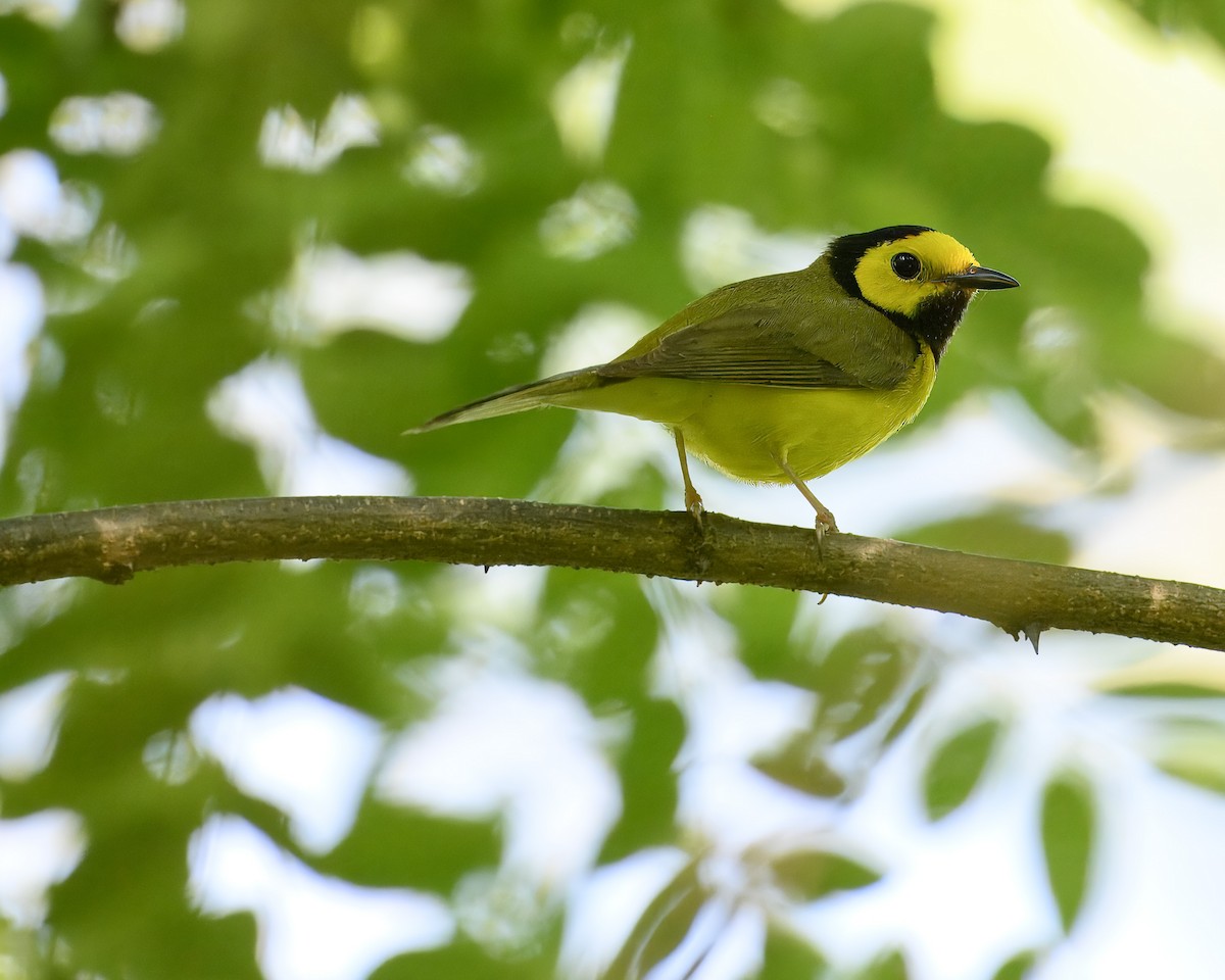 Hooded Warbler - ML621217794