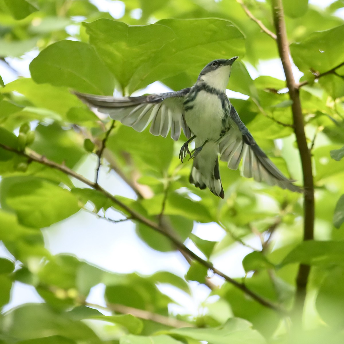 Blauwaldsänger - ML621217809