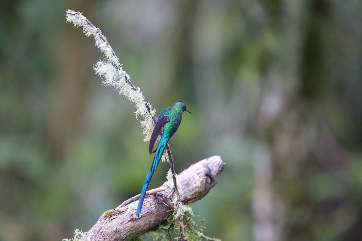 Long-tailed Sylph - ML621217811